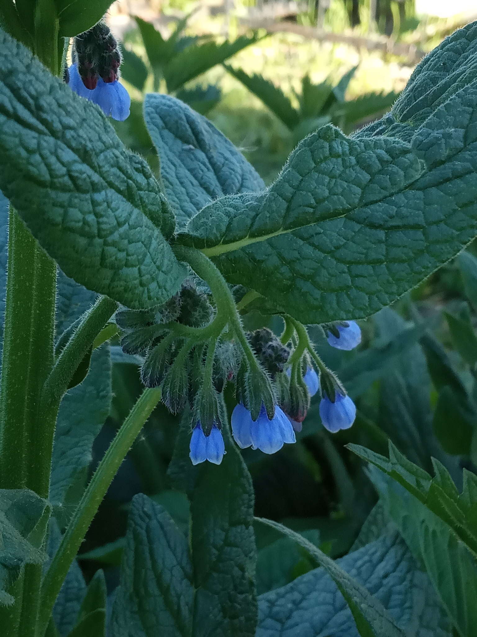 Слика од Symphytum caucasicum M. Bieb.