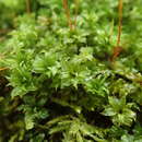 Image of plagiomnium moss