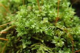 Image of plagiomnium moss