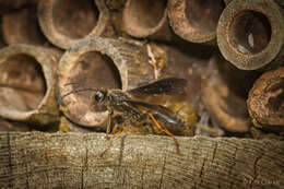 Isodontia auripes (Fernald 1906)的圖片