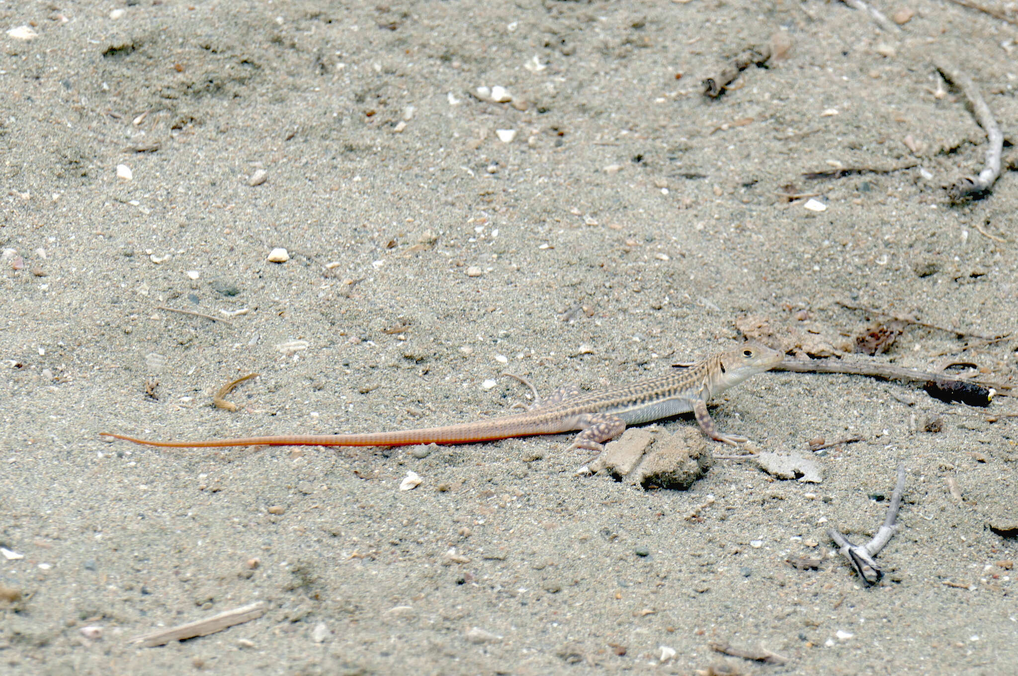 Image of Schreiber's Fringe-fingered Lizard