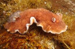 Image of Platydoris cinereobranchiata Dorgan, Valdés & Gosliner 2002