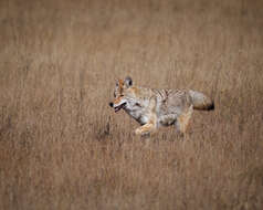 Image of Canis latrans lestes Merriam 1897