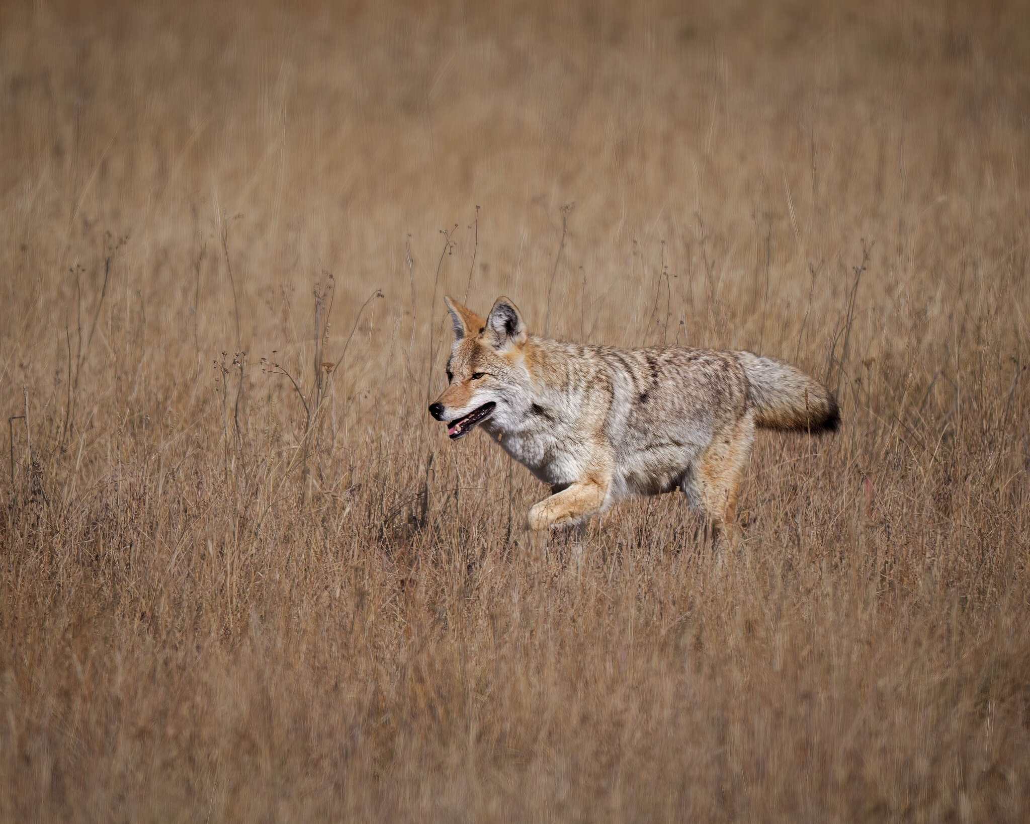 Sivun Canis latrans lestes Merriam 1897 kuva