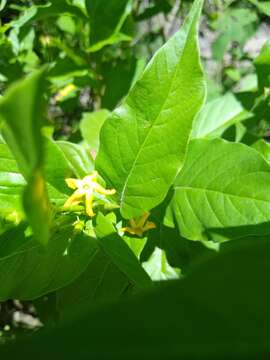 صورة Mandevilla foliosa (Müll. Arg.) Hemsl.