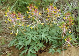 Image of Corydalis schanginii subsp. ainae Ruksans ex Lidén