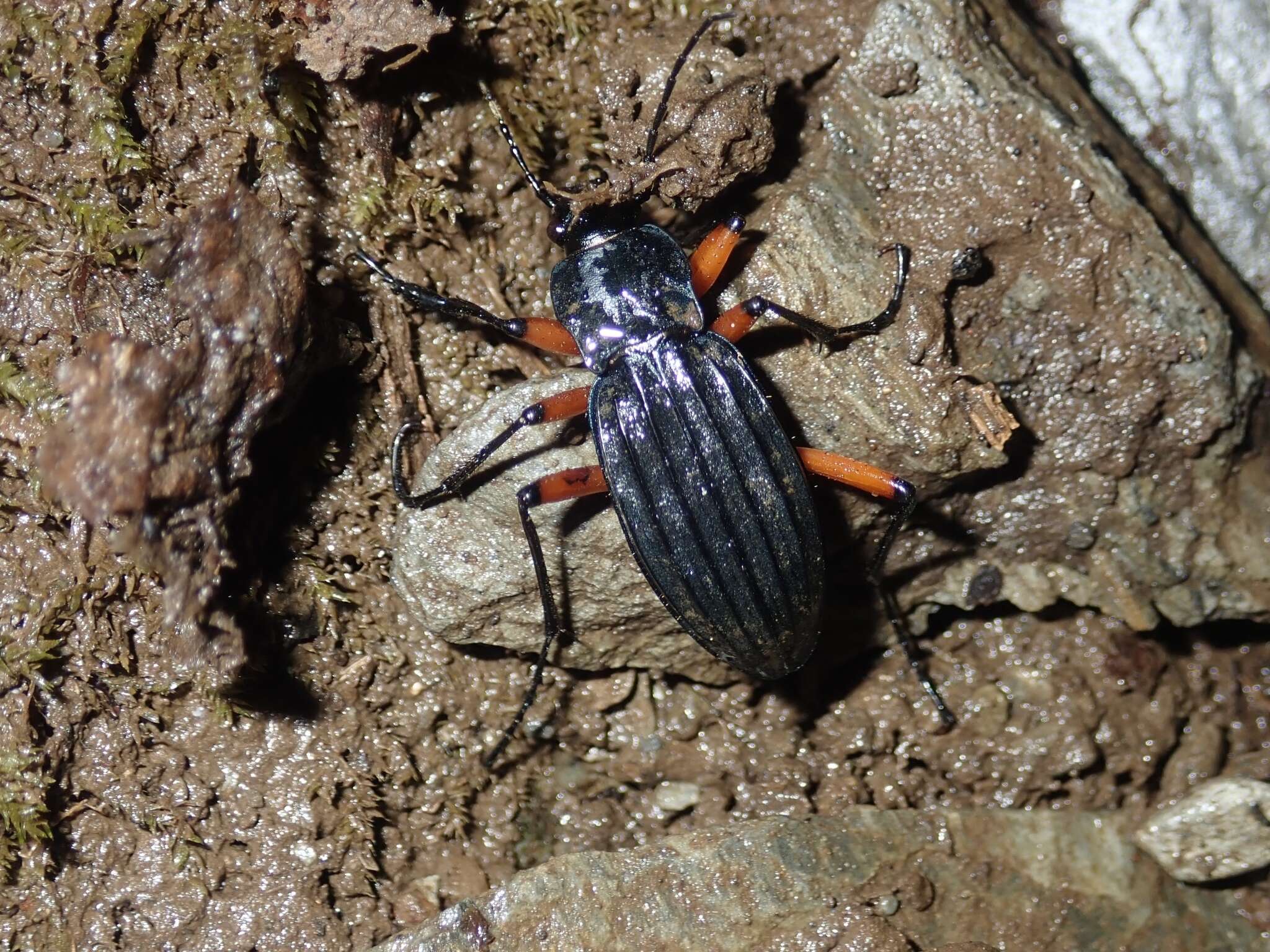 Carabus (Ctenocarabus) galicianus Gory 1839 resmi