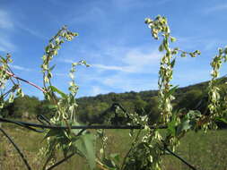 صورة Fallopia dumetorum (L.) J. Holub