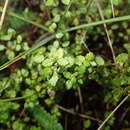 Imagem de Gonocarpus aggregatus (Buchanan) Orchard