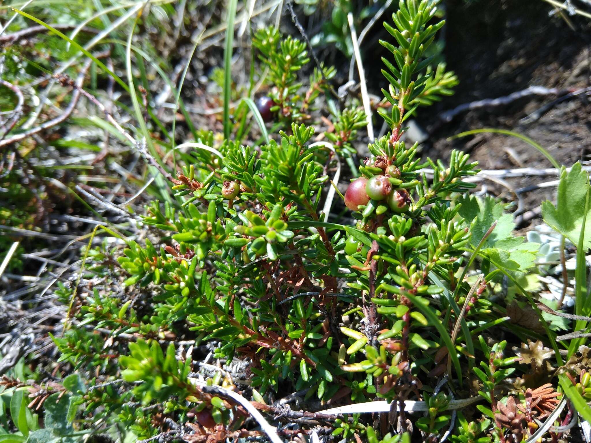 Image of Empetrum nigrum subsp. caucasicum (Juz.) V. B. Kuvaev