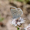 صورة Icaricia icarioides montis (Blackmore 1923)