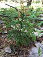 Imagem de Dendrolycopodium obscurum (L.) A. Haines