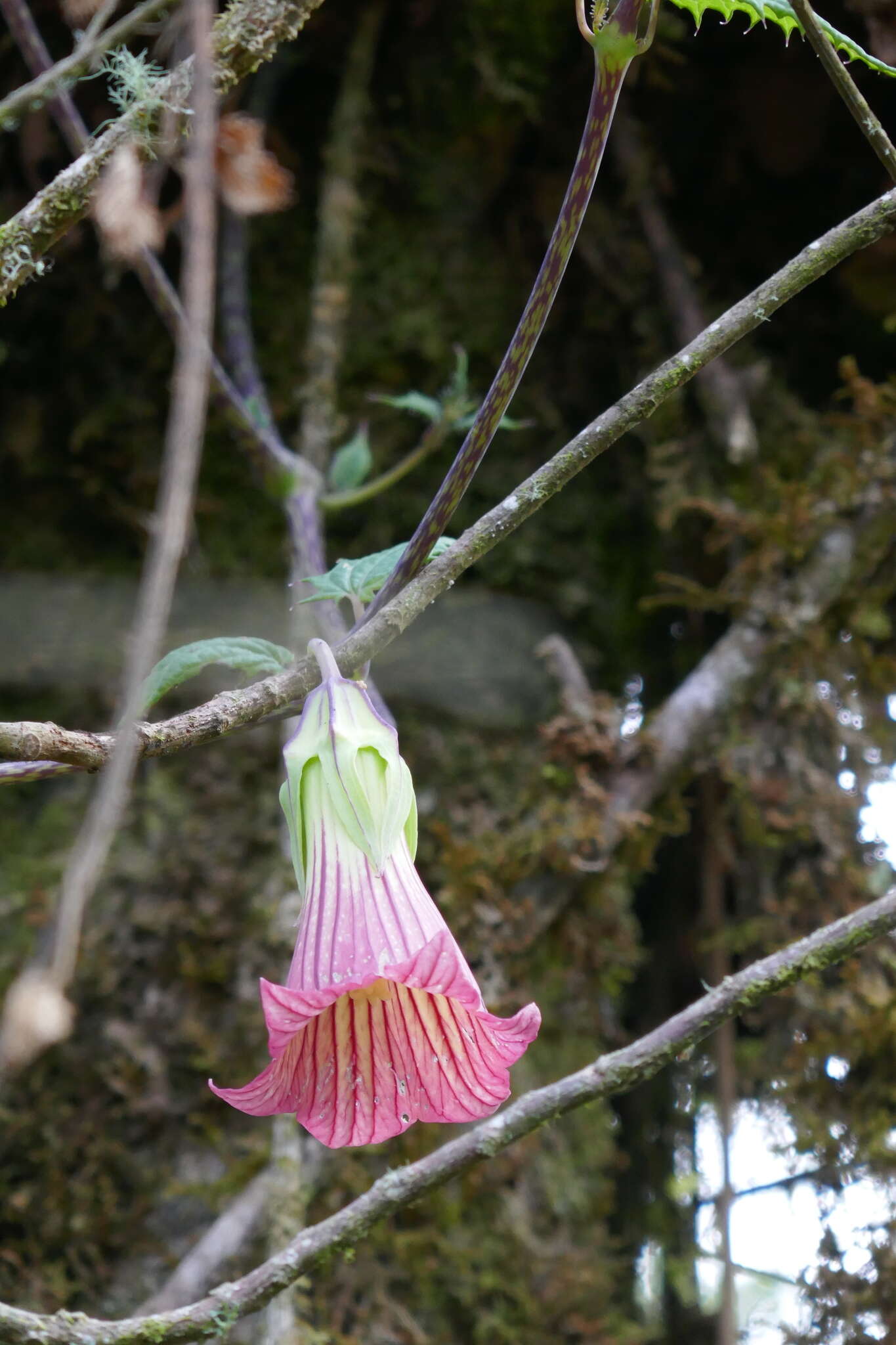 Imagem de Canarina eminii Asch. & Schweinf.