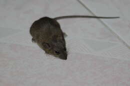 Image of Pacific Rat