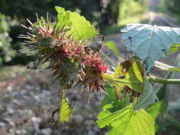 Image of Common hemp nettle