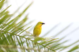 Image of African Golden Weaver