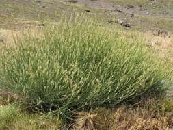 Image of Reseda complicata Bory