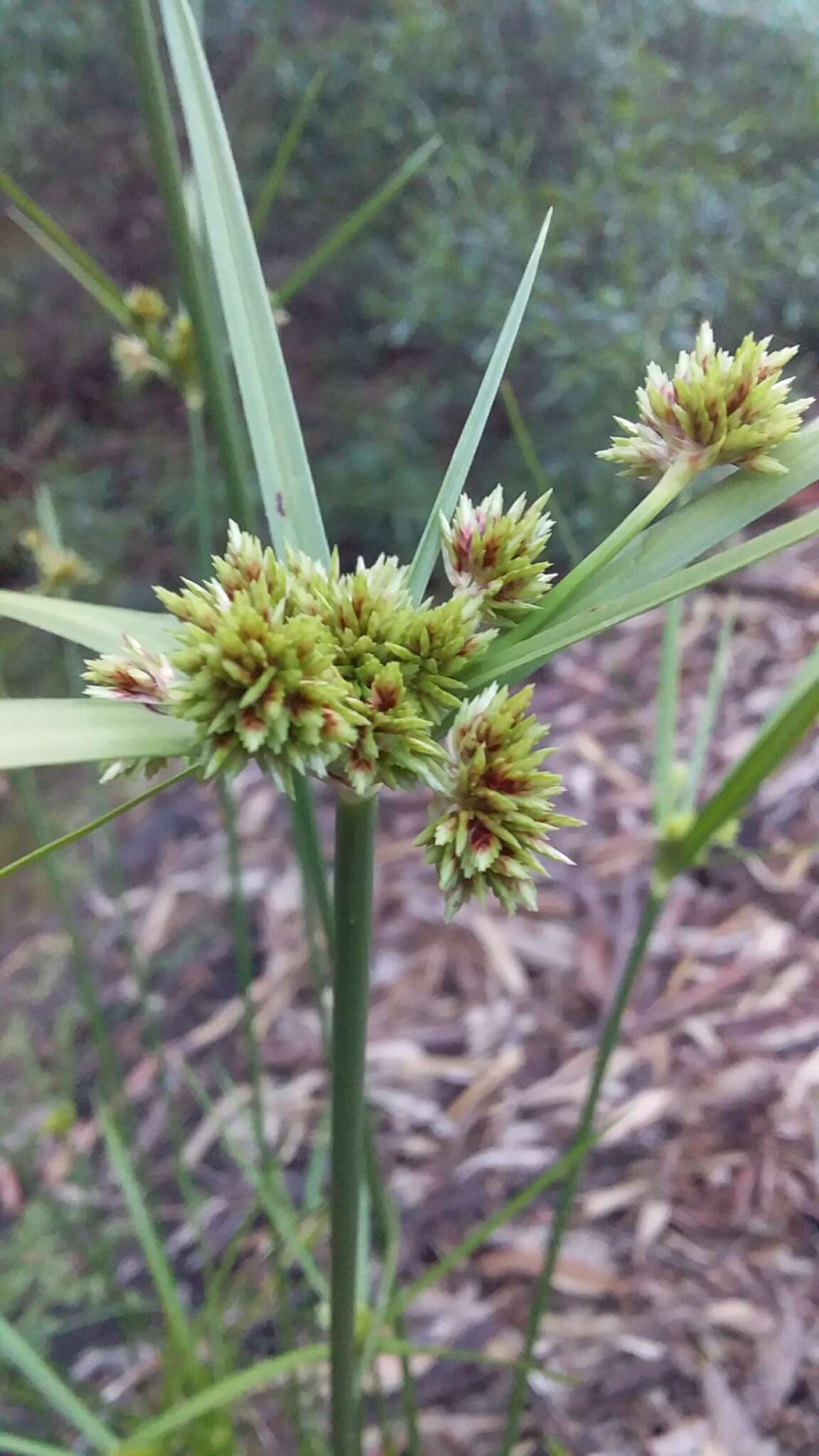 Imagem de Cyperus vaginatus R. Br.