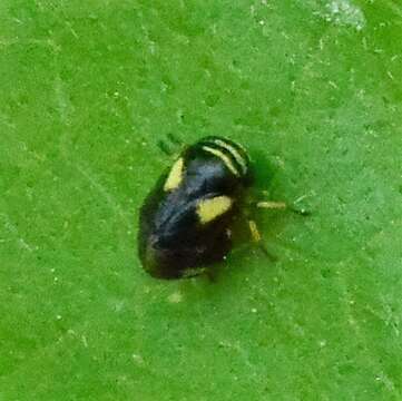 Image of Dogwood Spittlebug