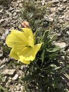 Oenothera howardii (A. Nels.) W. L. Wagner resmi