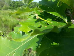 Imagem de Quercus bicolor Willd.