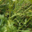 Image of rock ragwort