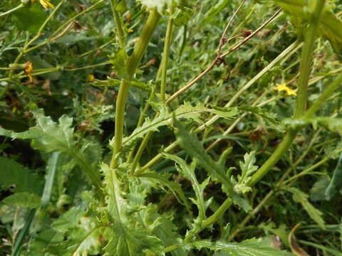 Image of rock ragwort