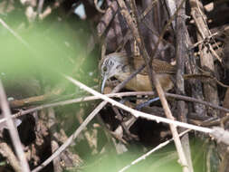 صورة Cantorchilus leucotis (Lafresnaye 1845)