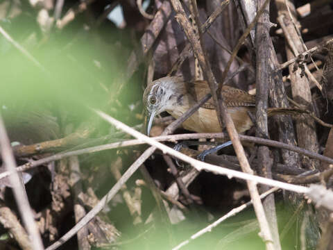 Image of Buff-breasted Wren