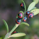 Image of Poecilocoris Dallas 1848