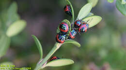 Image of Poecilocoris Dallas 1848