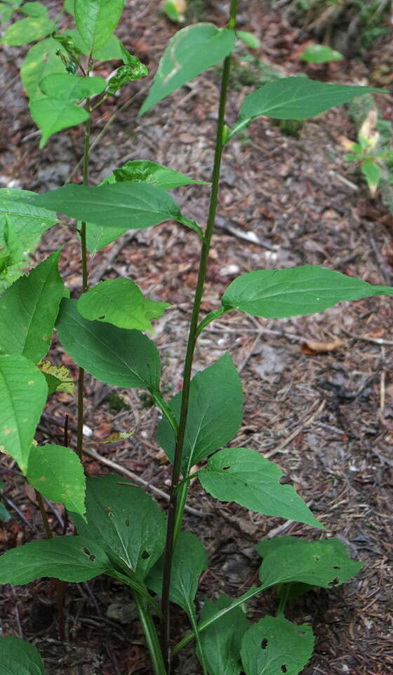 Image of largeleaf goldenrod