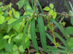 Imagem de Euphorbia bifida Hook. & Arn.