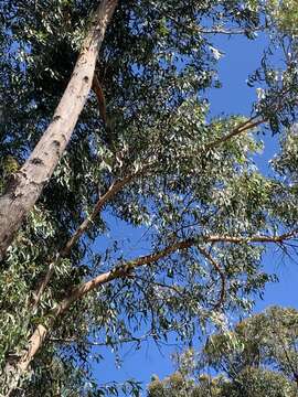 Image of Eucalyptus consideniana Maiden