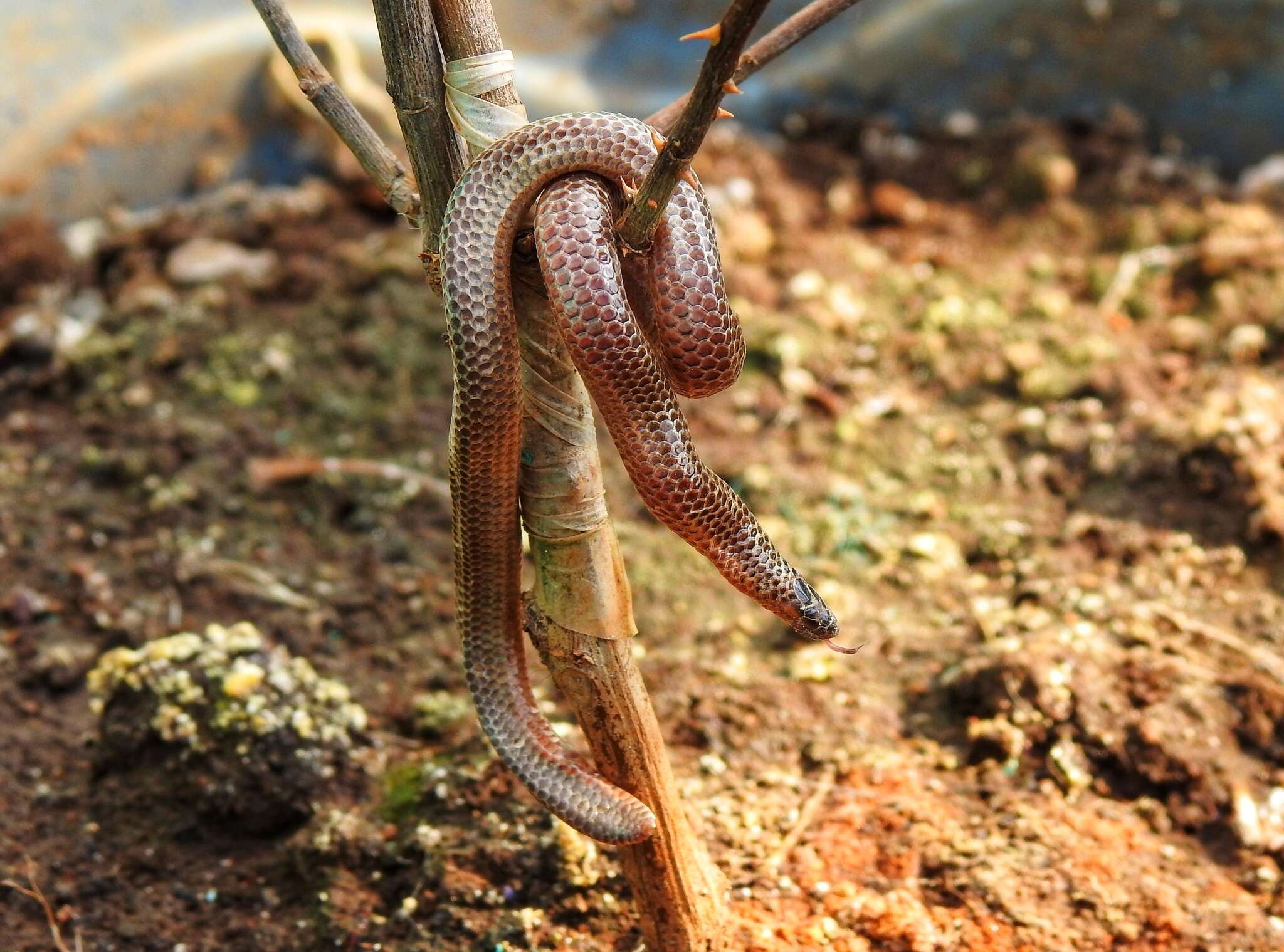 Image of Nilgiri Burrowing Snake