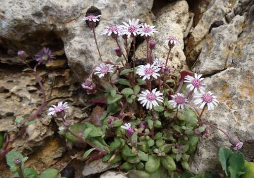 صورة Senecio varicosus L. fil.