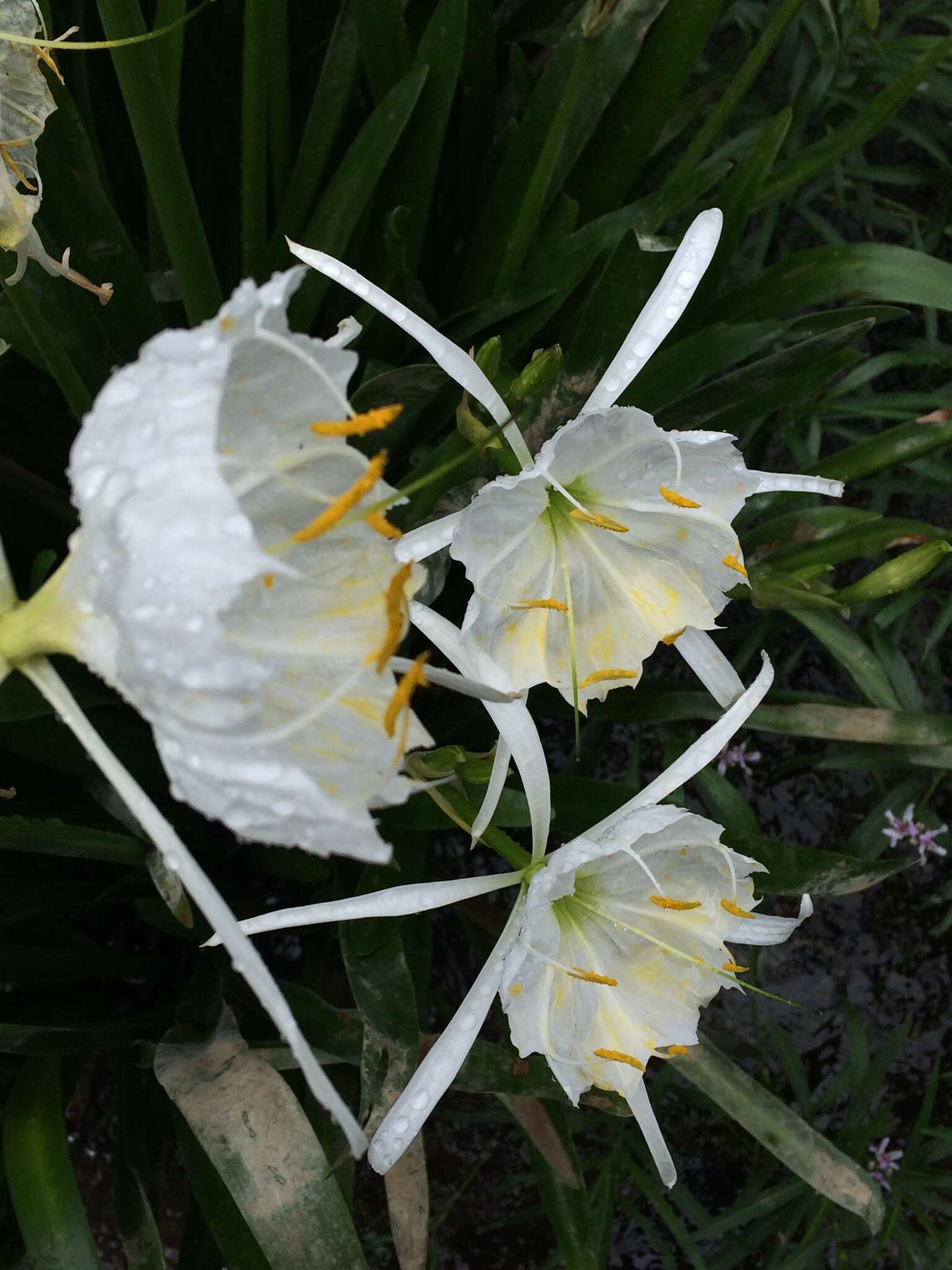 Image of Shoals Spider-Lily