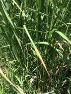Image of Antelope Grass