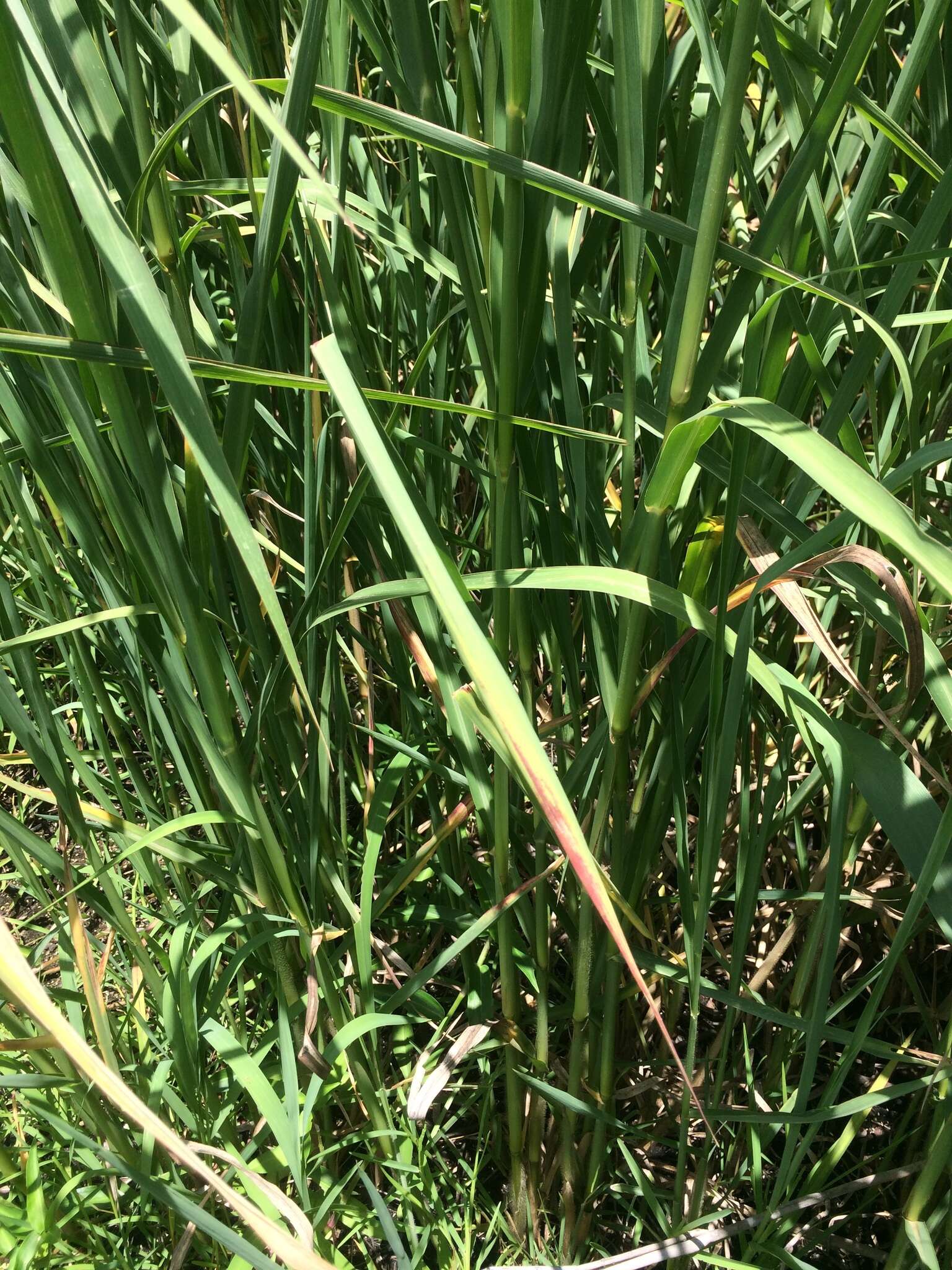 Image of Antelope Grass