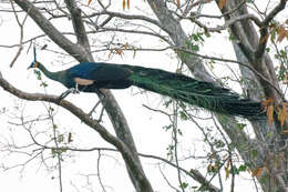 Image of Pavo muticus imperator Delacour 1949