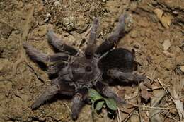 Image of Central American Horned Birdeater Tarantula