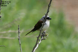 Image of Tiger Shrike