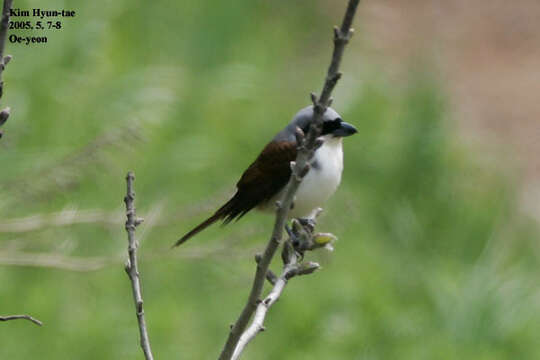 Image of Tiger Shrike