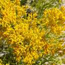 Image of grass-leaved rock goldenrod