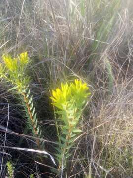 Image of Gnidia styphelioides Meissn.