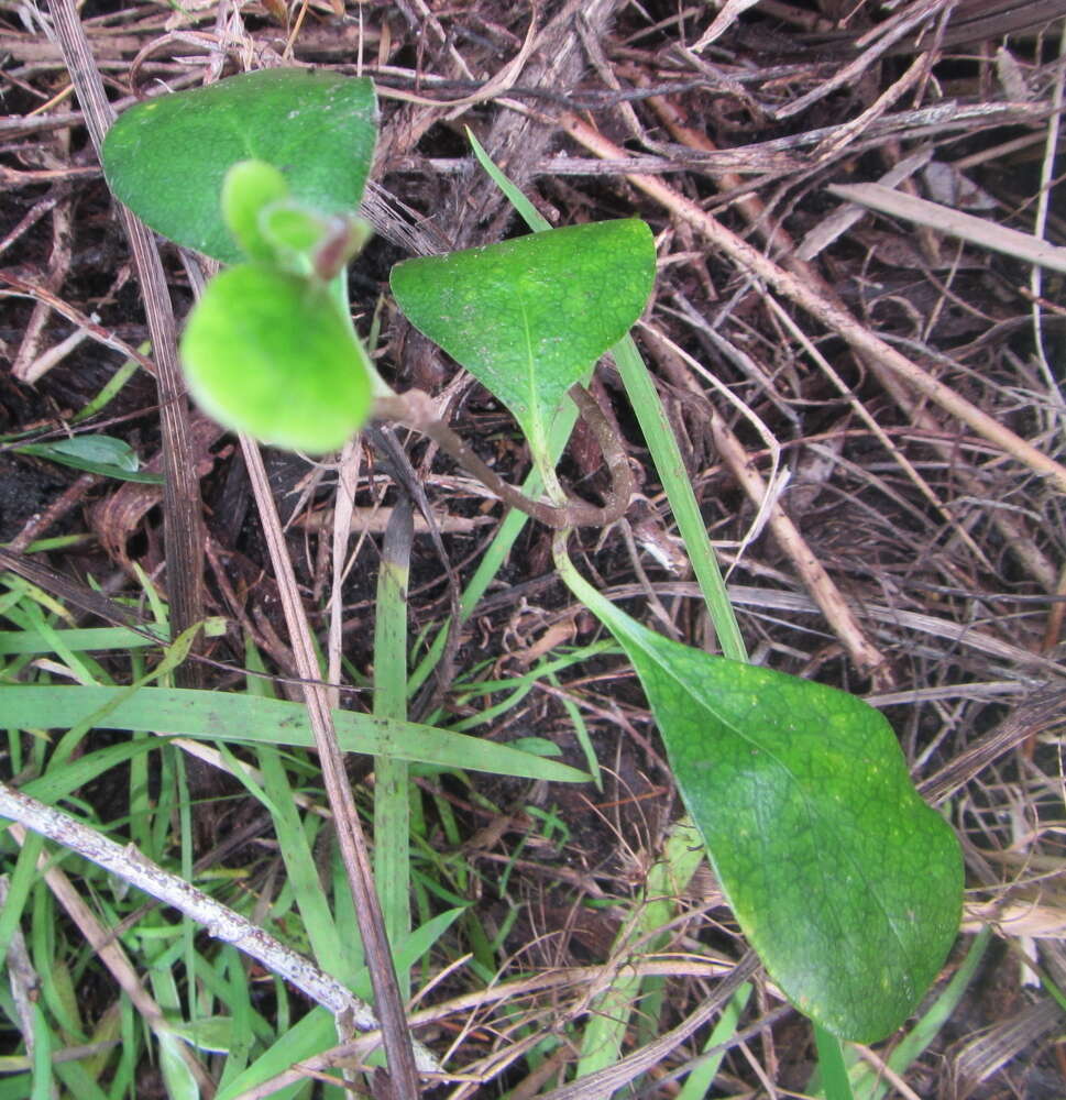 Image de Pittosporum crassifolium Banks & Sol. ex A. Cunningham