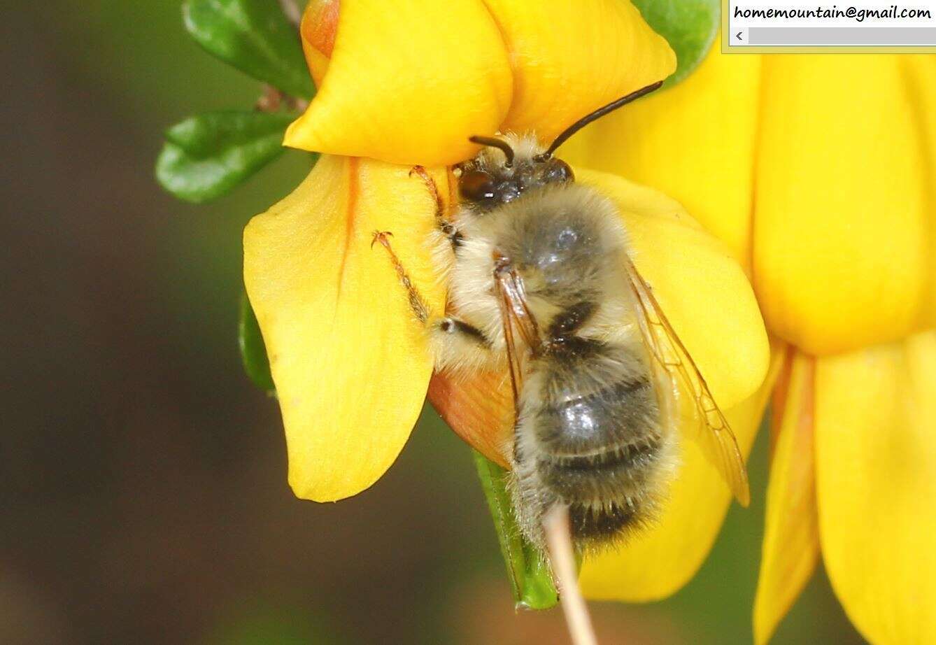 Image of Anthophora plagiata (Illiger 1806)