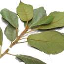 Image of Ficus aurata (Miq.) Miq.