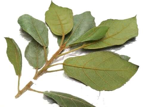 Image of Ficus aurata (Miq.) Miq.