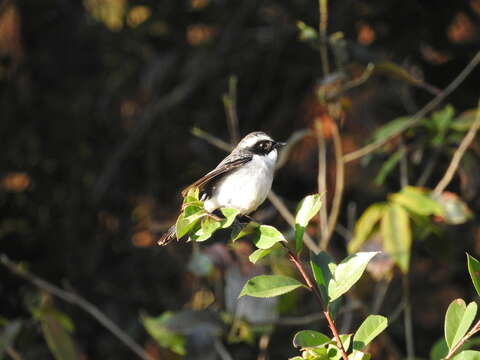 Image of Grey Bush Chat